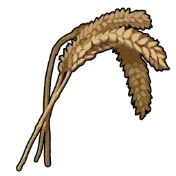 Buğday