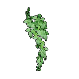 Small Wall Ivy
